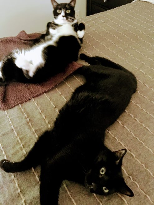 My two escape artists