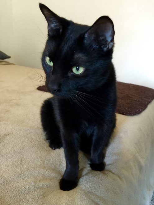 We're not afraid of sequence of return risk. Or black cats.