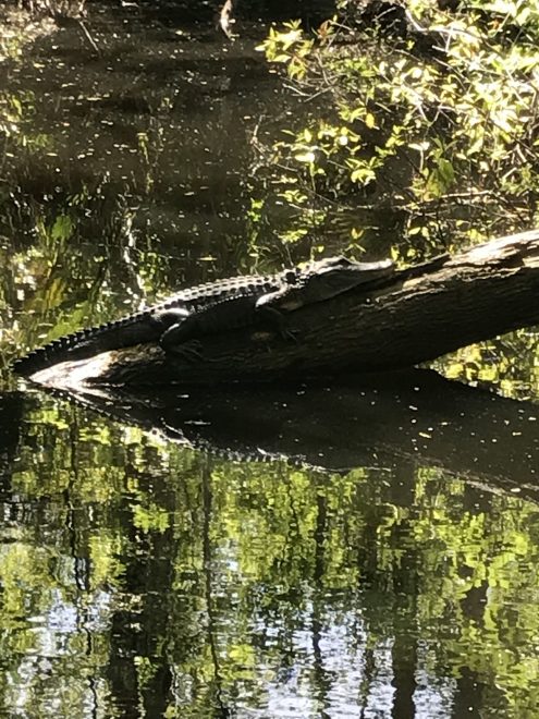 One of the friends I made on a recent hike!